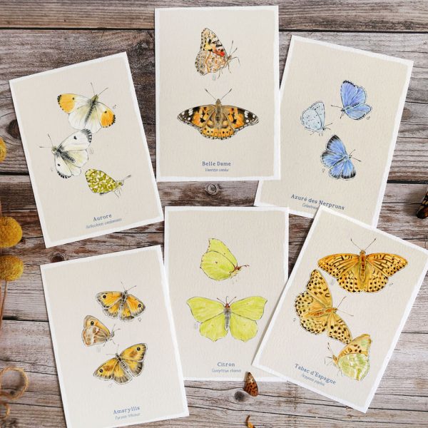 Reproductions d'aquarelle | Papillons communs | En lot ou à l'unité