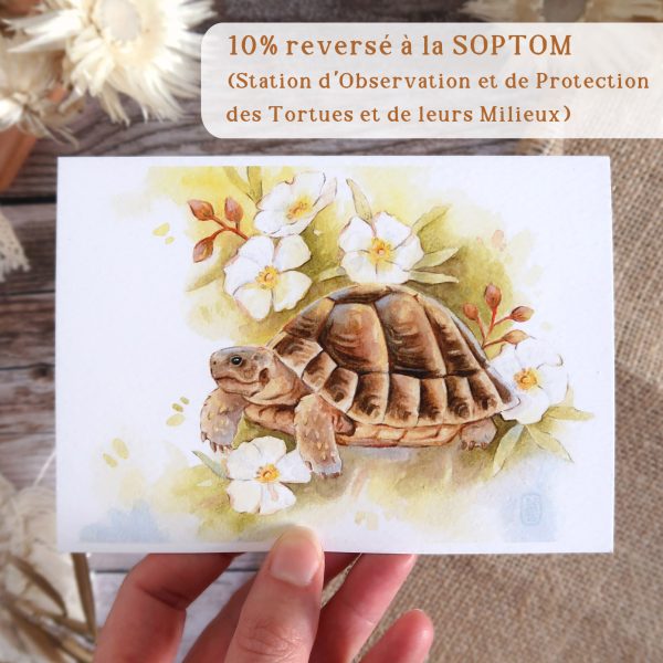 illustration à l'aquarelle tortue d'hermann et ciste de montpellier