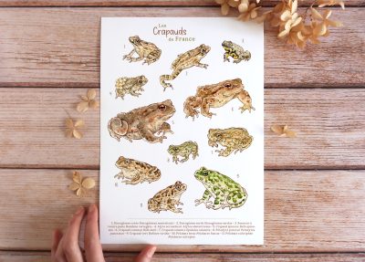 affiche naturaliste à l'aquarelle les mustélidés de France