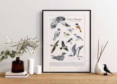 affiche naturaliste à l'aquarelle les oiseaux endémiques de l'île de la Réunion encadré
